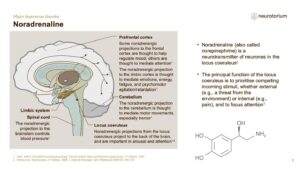 Major Depressive Disorder - Neurobiology and Aetiology - slide 15